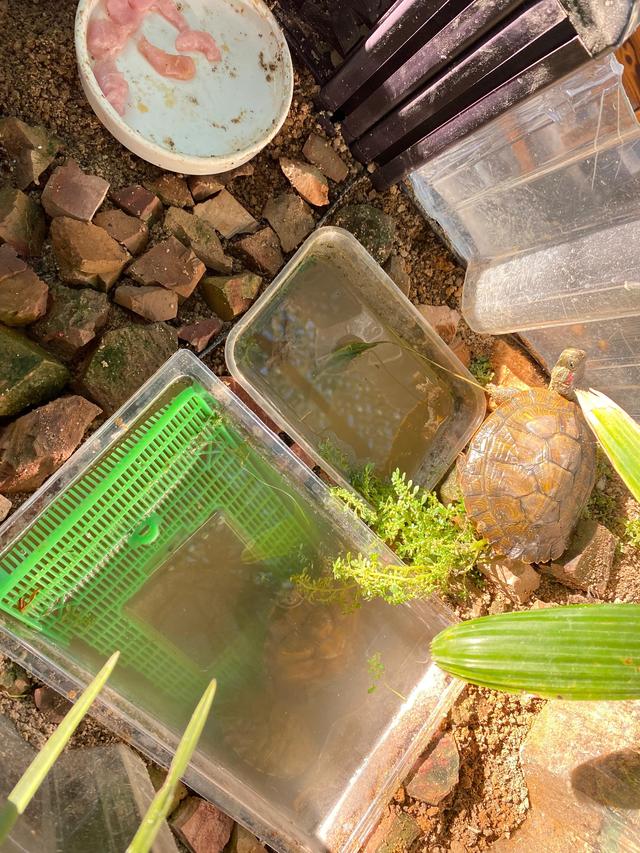 养乌龟最简单方法，看完之后，你学会了吗