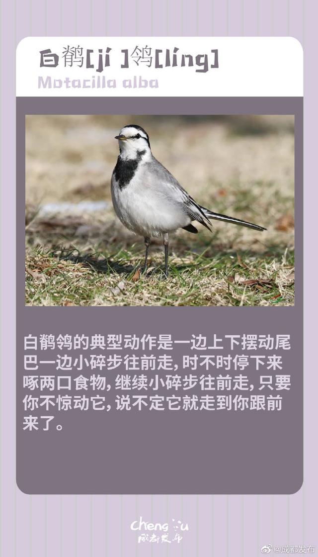鸟类大全图片及名称，国家保护动物鸟类（成都市区常见的8种鸟）