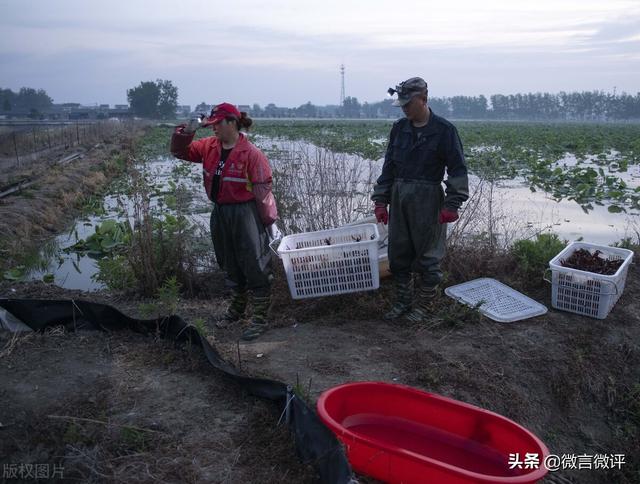 如何让活虾快速死去，什么方法让虾快速死去（知名龙虾店翻车）