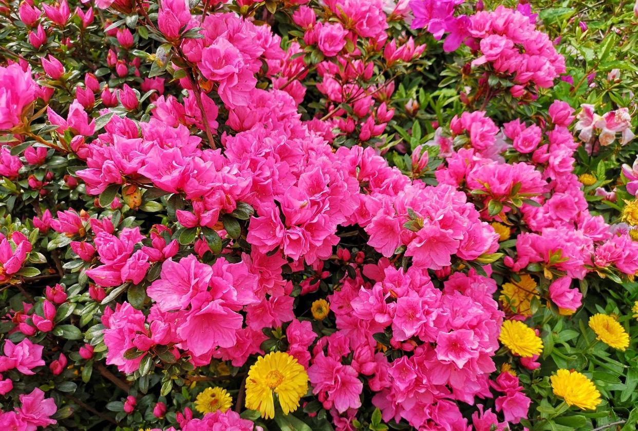 红杜鹃的栽培方法红杜鹃的养护技术 红杜鹃怎么养植，红杜鹃的栽培方法红杜鹃的养护技术（简单“3招”）