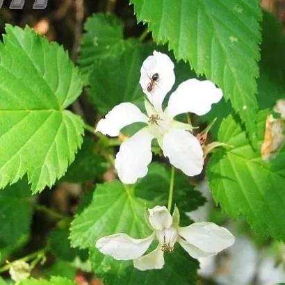 鲜花的花语和花的数目的寓意，鲜花数量的寓意（100种迷人的“数字花”）
