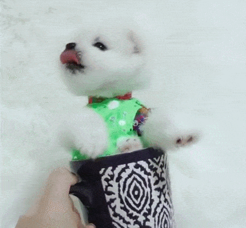 茶杯狗好养吗，茶杯狗好养吗好养吗（畸形审美——“茶杯犬”）