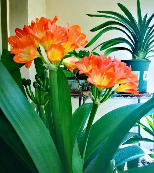 大花君子兰，君子兰开花条件（君子兰冬天要“富养”）