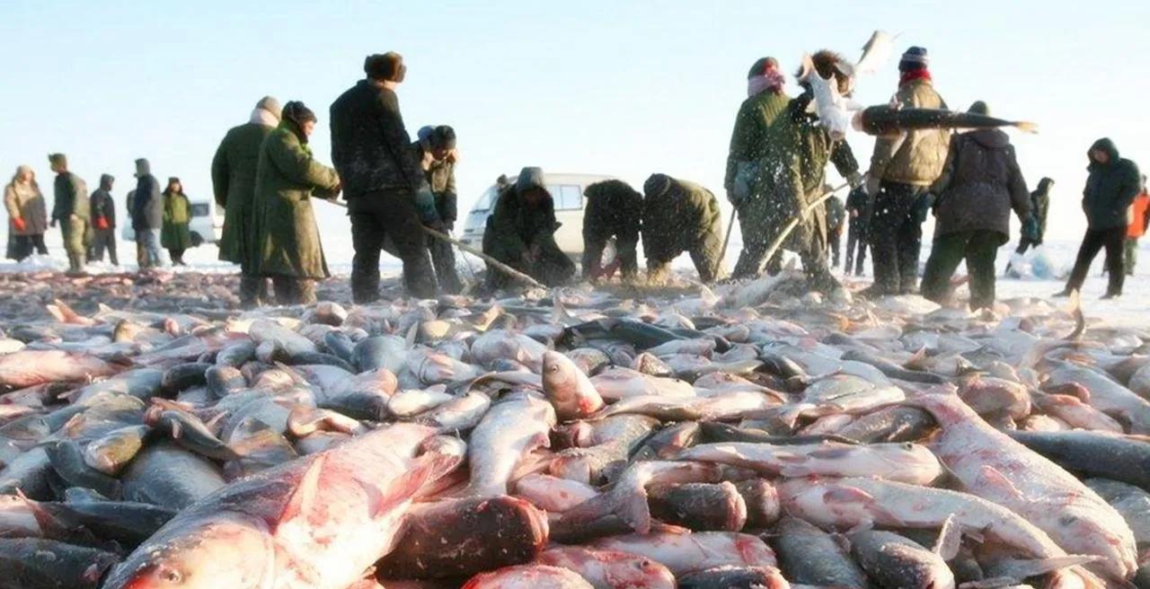 12种常见淡水鱼大全：美味可口，适合家常烹饪与宴客佳选
