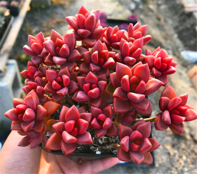 养着省心颜值高又爱长爆盆的多肉，这些多肉大普货