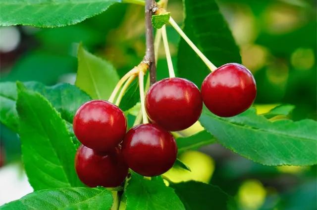 樱桃什么时候上市，汉源大樱桃上市时间（国产樱桃将于1月20日开始上市）