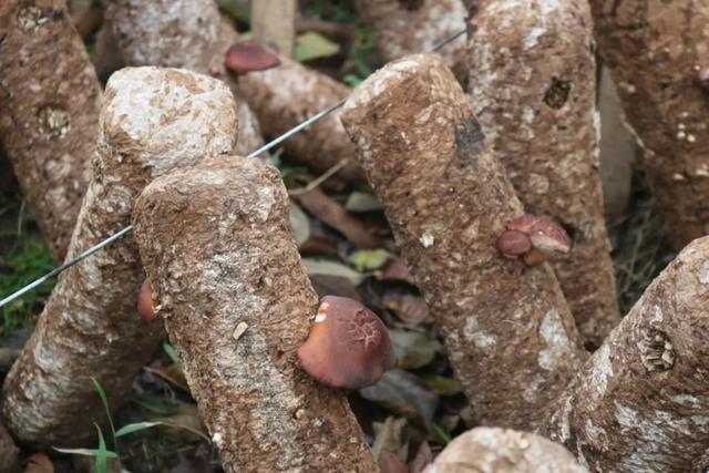 冬菇是什么，冬菇和香菇的区别（长在“毒树”上的香菇）