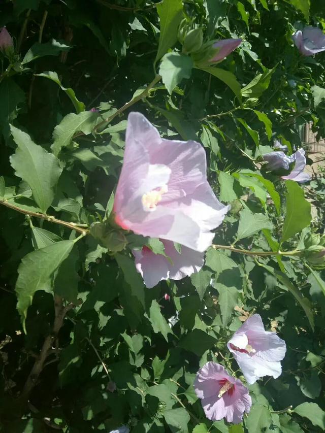 木菊花的养殖方法，菊花的养殖方法与注意事项（幽幽木菊花）