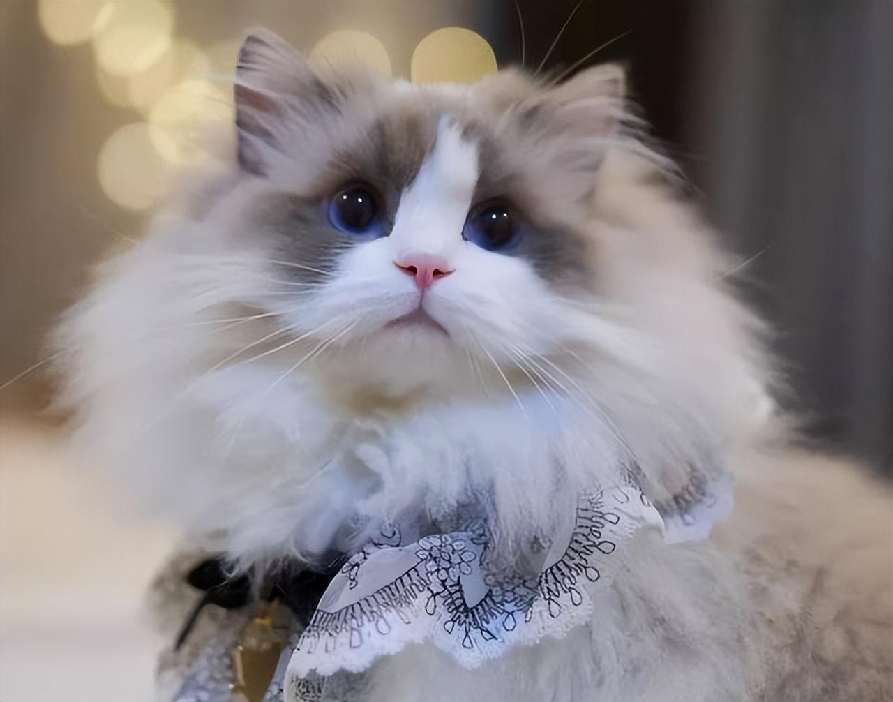 大型猫品种(中国十大禁养猫)