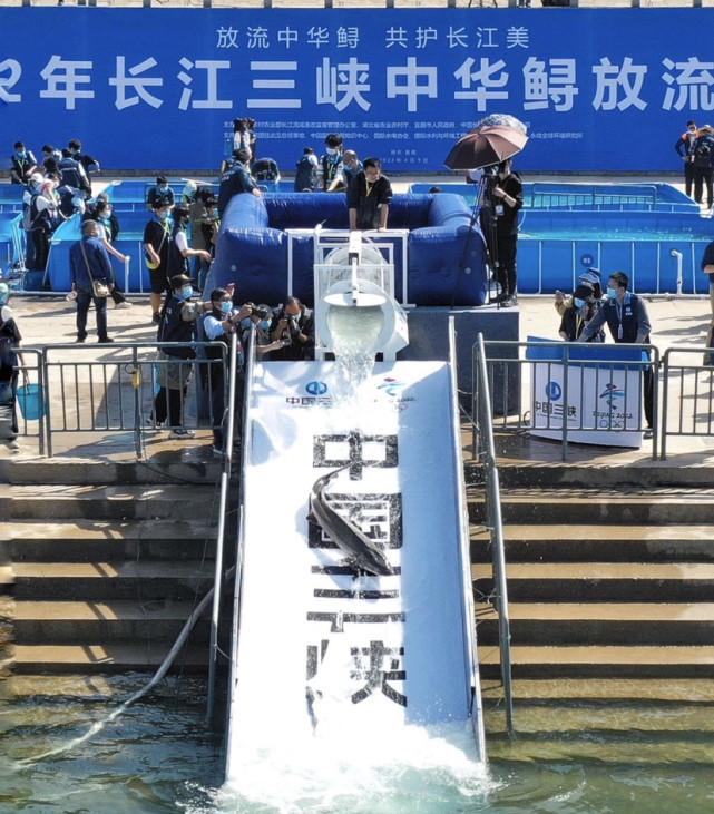 23万尾中华鲟放流长江，助力濒危物种保护与生态修复行动全面展开