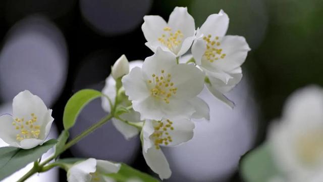 母亲节给妈妈送什么花，母亲节送什么花（送妈妈这些花来表示浓浓的爱吧）