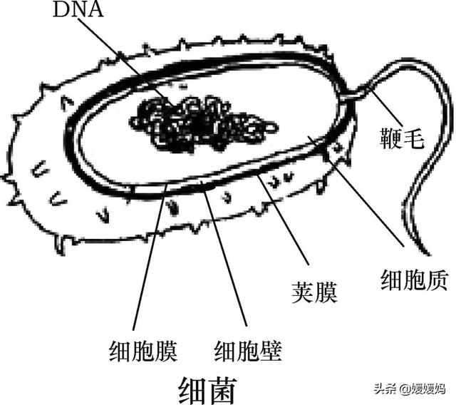 草履虫的结构，草履虫的结构层次模式图（应考技巧丨初中生物识图题常用结构示意图）