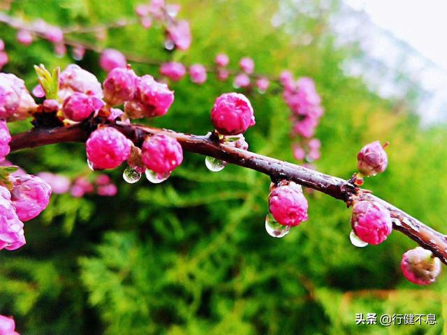 有关杏花的诗句，关于杏花的诗句有哪些（一枝红杏出墙来）