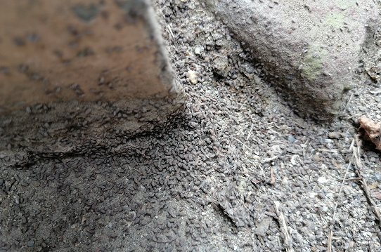 家里有虫子图片及名称，家里常见的虫子（大连一居民楼突然出现很多虫子“墙上爬得到处都是）