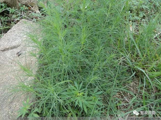 鬼圪针，鬼根针是什么？据说可以泡茶喝。有什么要求（郭进拴，黄河黄，长江长）