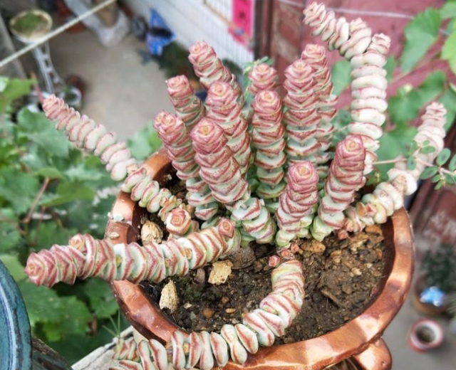 钱串多肉的养护方法，多肉钱串夏天怎么养护（冬天盆栽多肉植物钱串）