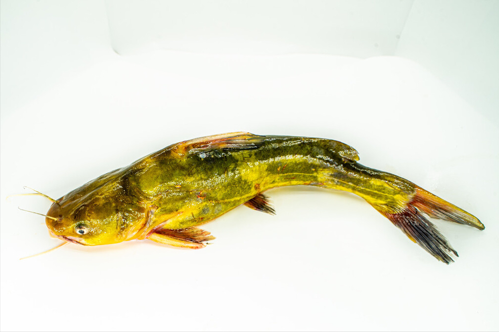 淡水鱼有哪些种类(22种鱼的辨别图片) - 去钓鱼