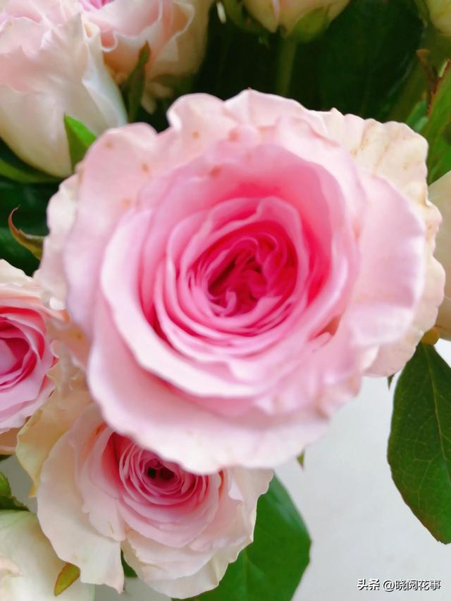 表白用什么花合适，表白一般送什么花合适（第一次表白如何选花）