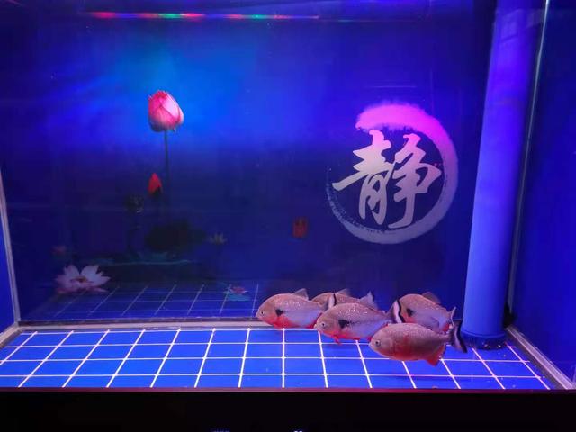 过滤棉多久换一次，鱼缸过滤棉多久换一次（观赏鱼就长命百岁了）