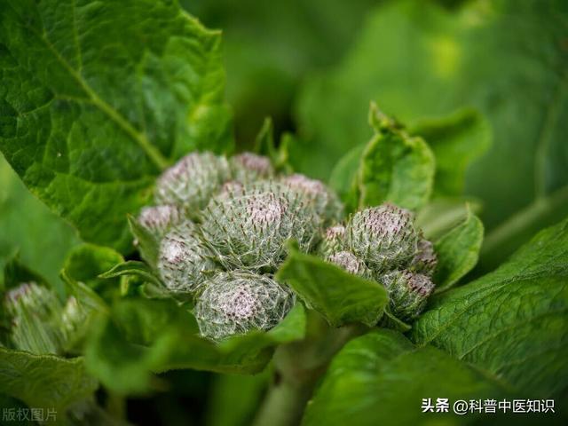 牛膝的功效与作用，牛膝的功效和作用有什么（引气血及药物下行<一>）