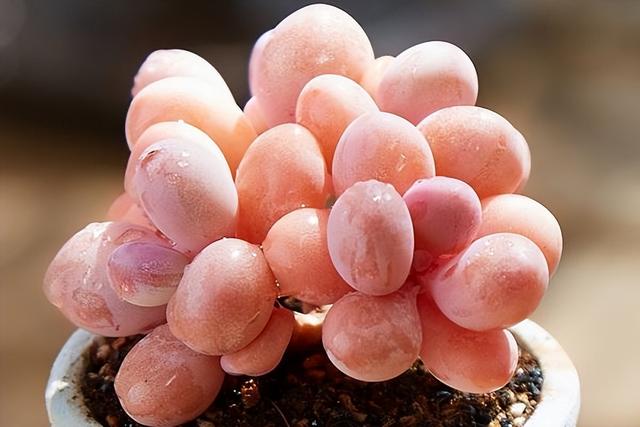 桃蛋夏天为什么必死，桃蛋为什么叫桃蛋（为何如今屡屡遭人嫌弃）