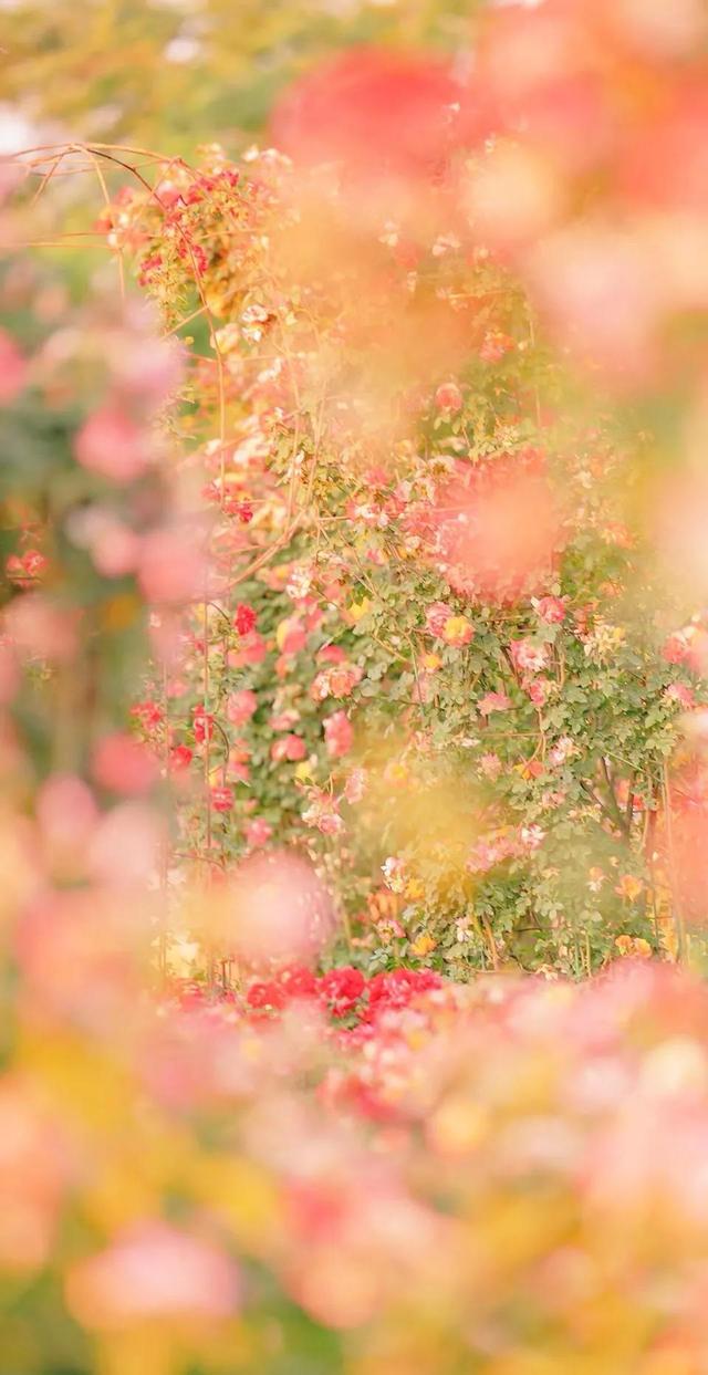 清新唯美的壁纸，小清新唯美手机壁纸