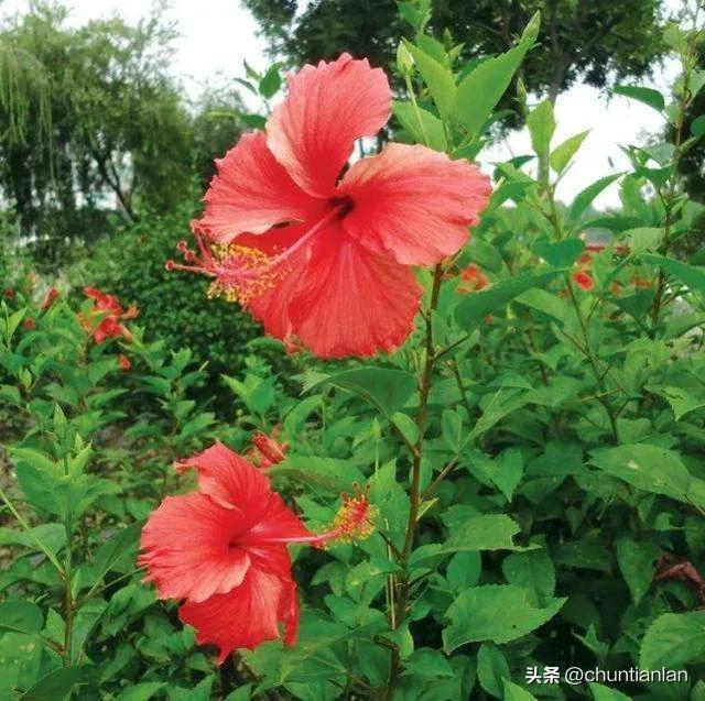 朱槿花的寓意，朱槿花