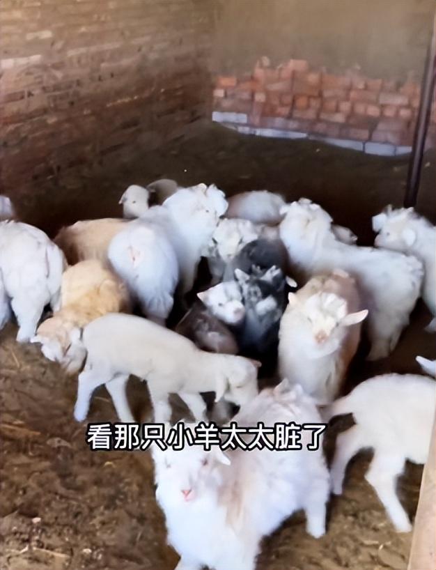 彪悍的蒙古汉子，蒙古人、维京人、萨摩亚人——哪个最强悍（202公里配送费584元）