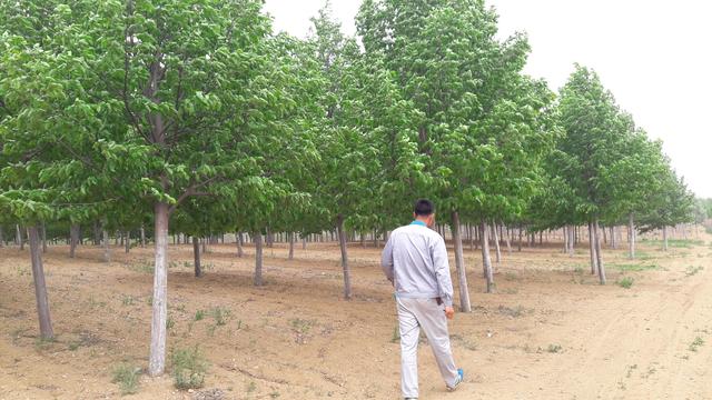 12公分桂花树价格，12公分桂花树价格多少钱一棵（苗木行业是一个很暴利）