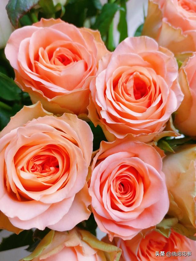 表白用什么花合适，表白一般送什么花合适（第一次表白如何选花）