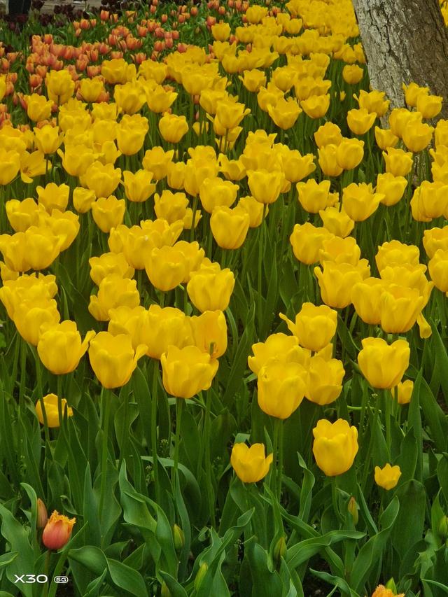 阎淑萍：学前教育立法能否治理幼儿园教育小学化，阎淑萍潘长江过河（一张婚纱照<周勇>）