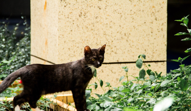 养品种猫和宠物猫有什么区别，“宠物猫”和“田园猫”的区别