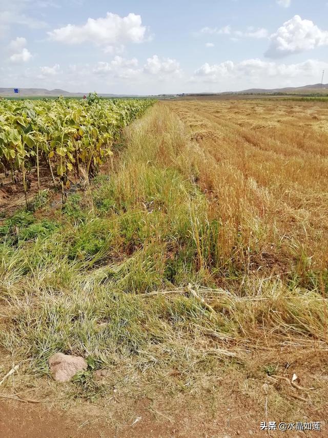 10种代表春天的动物，春天的动物有哪些（塞北动植物们话辛丑牛年时节）