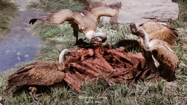 什么是具足虫，具足虫平安名堇（窥探奇异生物的世界）