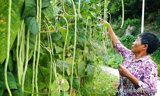 春季豇豆种植技术，豇豆种植技术和种植时间（学会这些种植技巧）