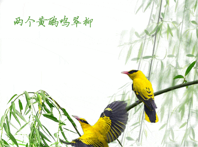 黄鹂是啥季节的鸟，黄鹂是啥季节的鸟类（艳异照亮了浓密——像是春光）