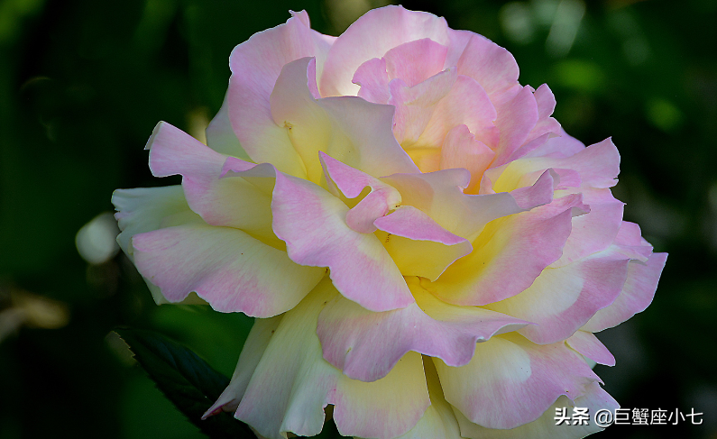 配不上天蝎的四大星座，真正最爱天蝎的星座（能驾驭天蝎的三个星座）