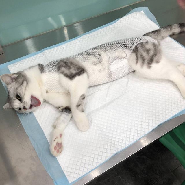 母猫几个月做绝育最好，母猫几个月做绝育（猫咪绝育的最佳时间是什么时候）