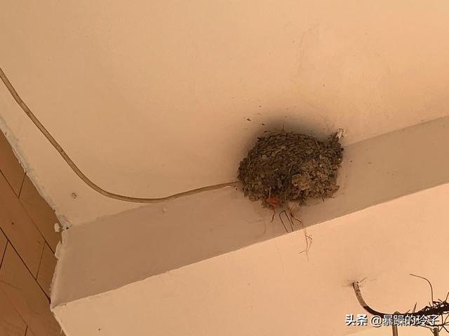 燕子在屋檐下搭窝预示着什么，燕子在自家屋檐下搭窝预示着什么（燕子筑巢的寓意）