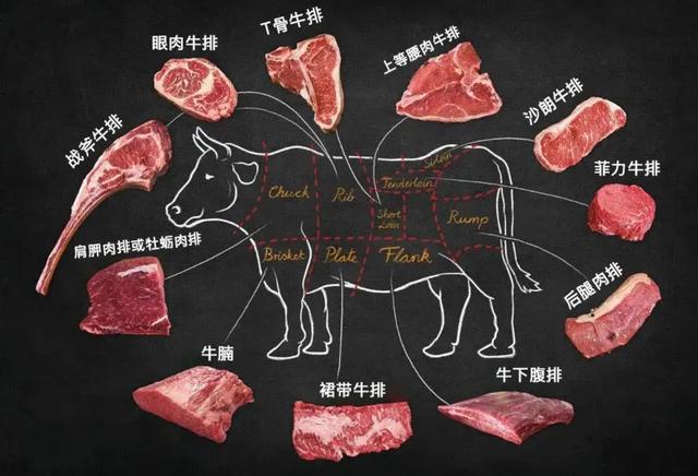 关于短角牛介绍，什么是长角牛（被改造的“畸形”产物）