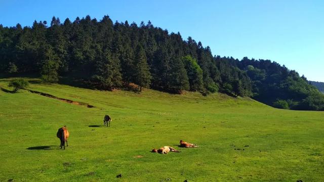 重庆到武隆一日游，武隆攻略一日游（观世界自然遗产——武隆篇）