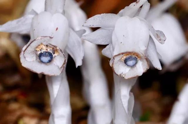 水晶兰的花语是什么，水晶兰是吉祥花吗（幽灵之花一一水晶兰）