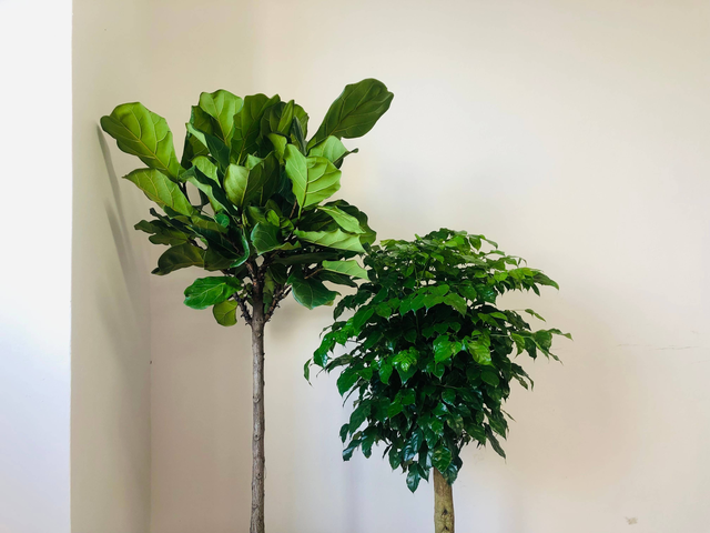 幸福树开花图片，夏季怎么养护幸福树（室内客厅养幸福树）