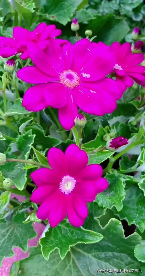 腊梅图片，一花一世界（腊梅图片）