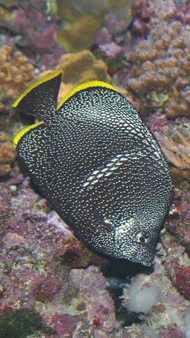 雪龙鱼的做法和配方，鳕鱼的烹饪方法（一条鱼抵得上一栋别墅）