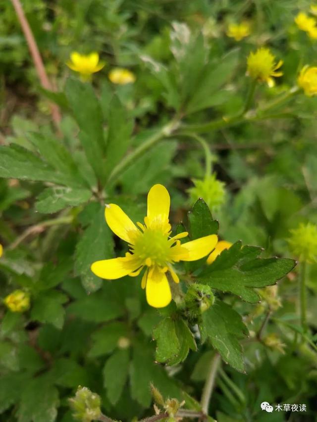 那些四月里开出绚烂花儿的野生植物们，四月有什么花开花