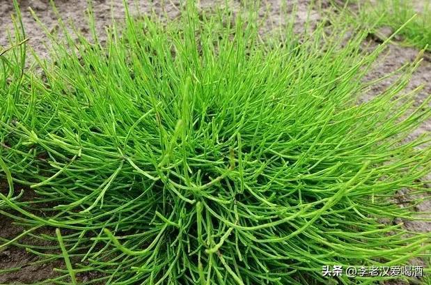 荆草是什么样子的图片，荆草是长什么样子的（非常神奇的问荆草）