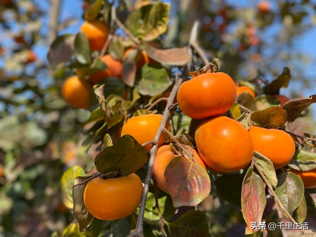 什么品种的脆柿子好吃，什么产地的脆柿子好吃（陕西巧克力糖心脆柿）