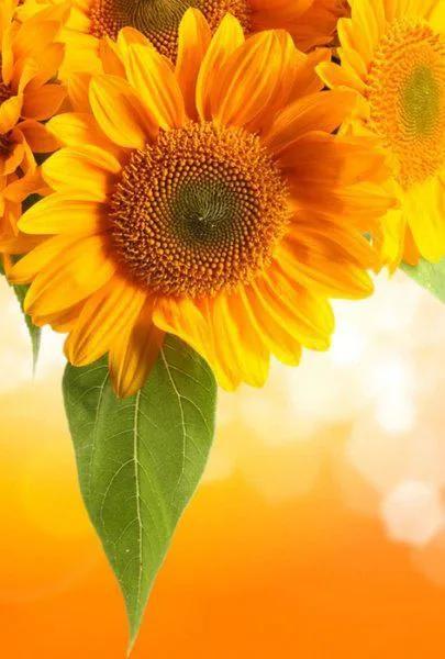 向日葵长什么样，向日葵的茎是什么样的（分享图片，生机勃勃的向日葵）