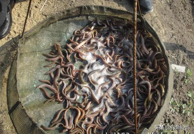 捉鱼经验谈：捉泥鳅的几种方法和技巧，捉鱼经验谈（泥鳅钓鱼为什么人人喊打）